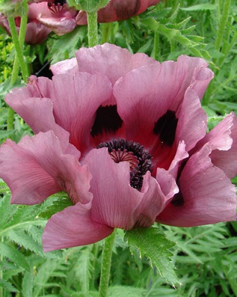 PAPAVER PATTYS PLUM